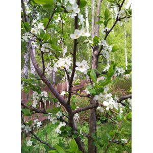 2025-05-21 Siniluumu Prunus domestica 'Sinikka'