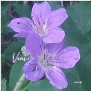 Venla