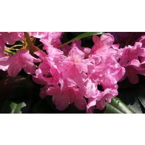 2016-06-02 Rhododendron