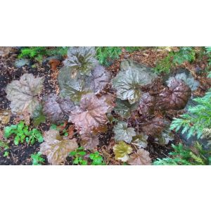 2016-06-18 Heuchera