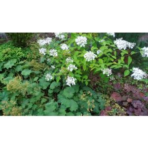 2015-08-31 Hydrangea