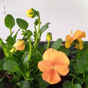 2020-05 Orange violer