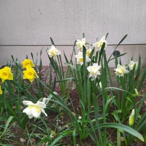 2025-05-17 Narcissus 'White Lion'