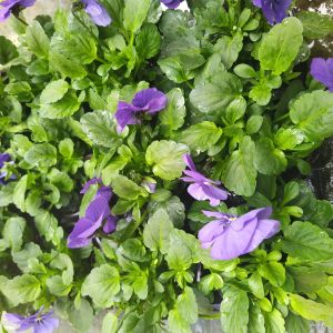 2025-05-10 Blue violets
