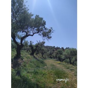 Extra virgin olive oil - Greece
