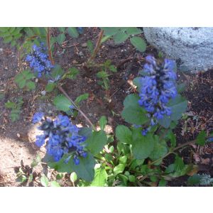 2011-06-10 Rönsyakankaali Ajuga reptans ’Atropurpurea’