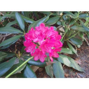 2011-06-10 Rhododendron