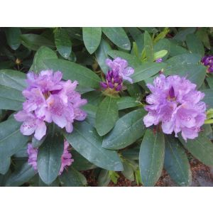 2011-06-10 Rhododendron
