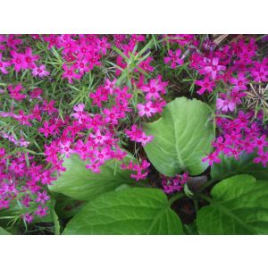 2011-06-10 Sammalleimu Atropurpurea Phlox subulata ’Atropurpurea’