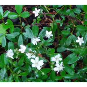 2016-06-18 Potentilla Tridentata 'Nuuk'