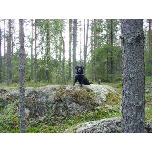 2000-08-28 Ihmisen paras ystävä