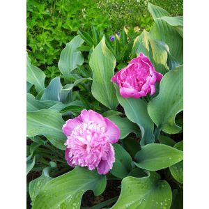 2024-06-24 Paeonia lactiflora 'Kansas'