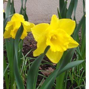 2025-04-29 Narsissi - Narcissus 'Gold Touch'