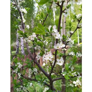 2025-05-21 Luumu Prunus domestica 'Sinikka'