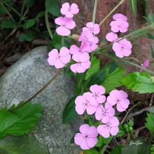 2025-06-17 Saponaria ocymoides