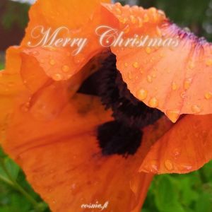 Card E - Merry Christmas