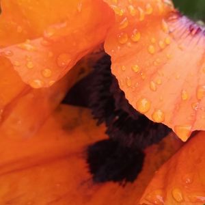 2025-06-18 Silkkiunikko