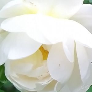 2025-06-18 Juhannusruusu