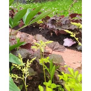 Sedum 'Purple Emperor'