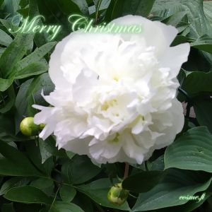 Card F - Merry Christmas