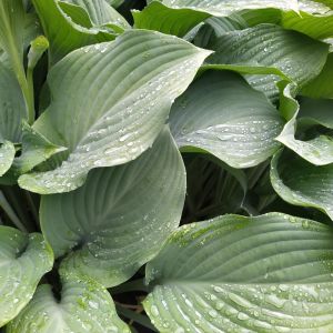 2025-07-06-09-49 Jalokuunlilja Hosta 'Krossa Regal'