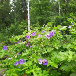 2025-07-06-09-50 Idänkurjenpolvi Geranium himalayense