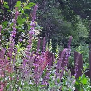 2025-07-07 Loistosalvia Salvia x sylvestris ’Blue Queen’