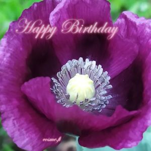 Card C - Happy Birthday