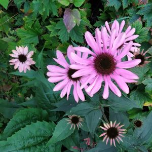2025-09-10-16-25 Echinacea