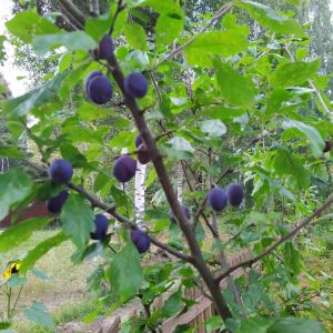 2025-09-10-16-23 Prunus domestica 'Sinikka'