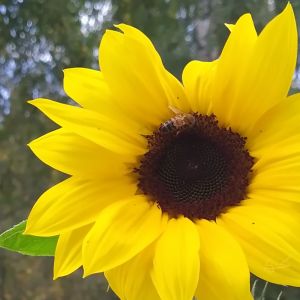 2025-09-10-16-25 Helianthus annuus 'Ikarus'