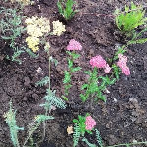 2025-09-10-16-28 'Sassy Summer Taffy' (Achillea millefolium)