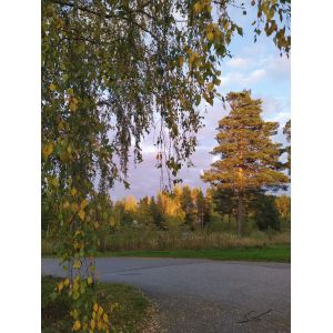 2025-10-03 Asikkala
