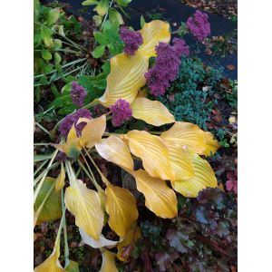 2025-10-07-08-33 Hosta