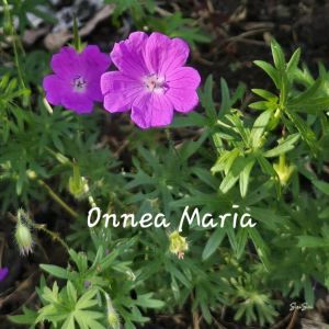 Maria Maija Mari Meeri Kukka-Maaria Maaria Maiju Maikki Marika Riia Maj Maja Marie Mary
