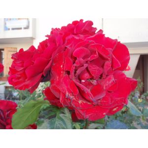 2010-06-06-17-50