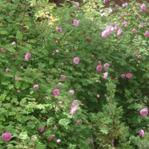 2009-06-24-14-10 Neidonruusu