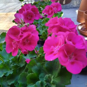 2020-05-05 Pelargonium
