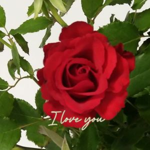 Kortti A - I love you