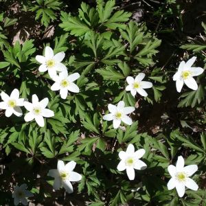 2018-05-10-04-39 Valkovuokko