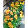 2020-05 Orange violer