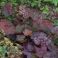 2015-08-31-20-34 Heuchera micrantha 'Palace Purple'