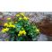2016-05-15-10-46 Rentukka