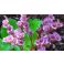 2016-06-06 Herttavuorenkilpi Bergenia cordifolia