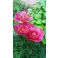 2016-06-17 Pioni