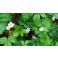 2016-06-18 Strawberry