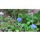 2016-07-22 Ruiskaunokki Centaurea cyanus