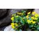 2016-05-15-10-46 Rentukka