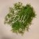 Dill