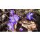 Hepatica - Hepatica nobilis